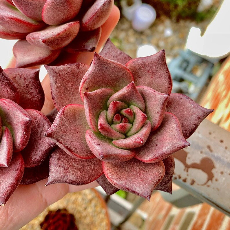 Echeveria Agavoides 'Romeo' 1.5"-2" Single Succulent Plant - Known For Its Star-like Rose Form