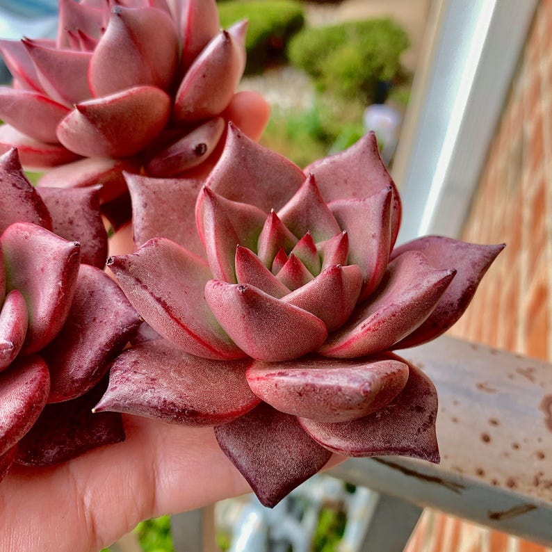 Echeveria Agavoides 'Romeo' 1.5"-2" Single Succulent Plant - Known For Its Star-like Rose Form