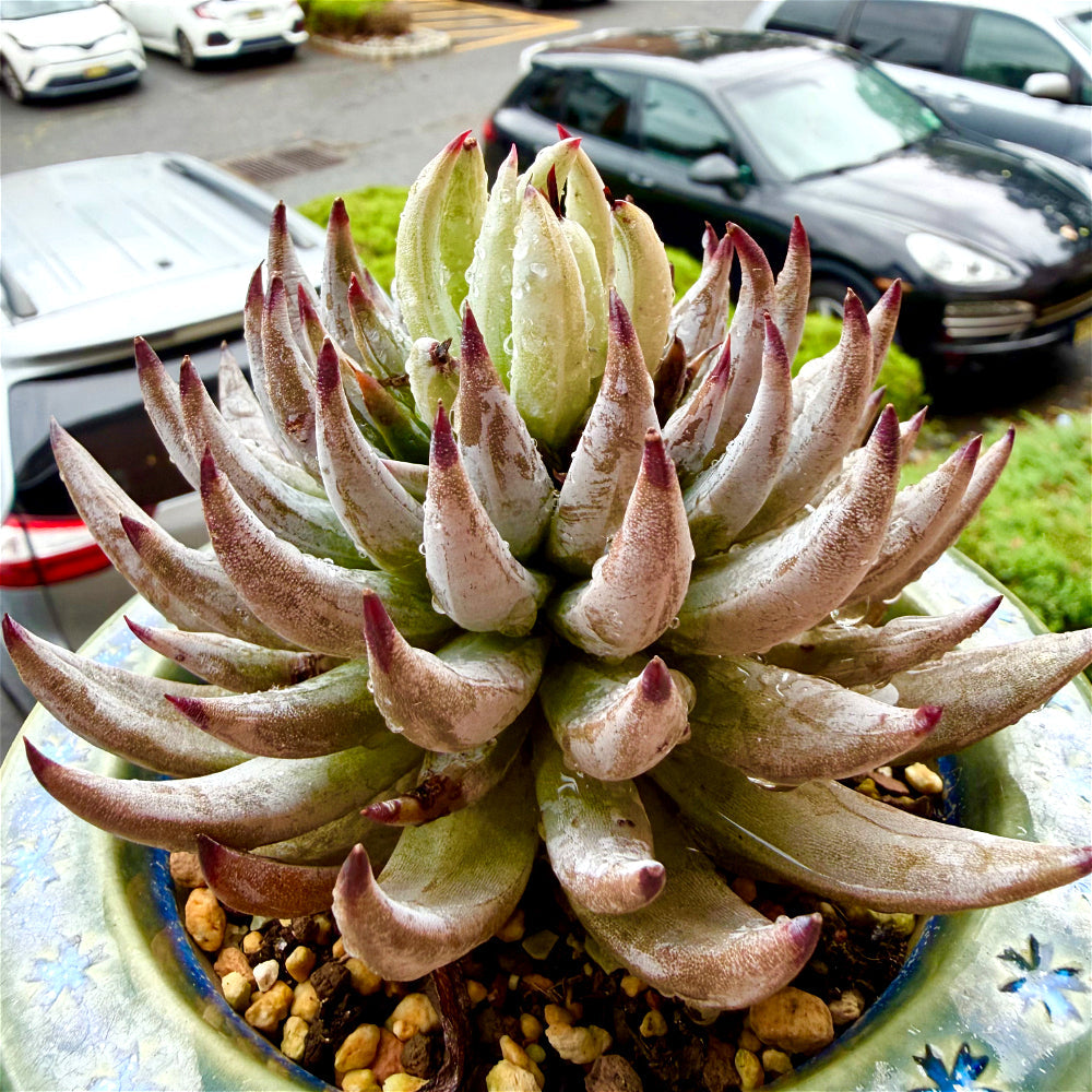 Echeveria unguiculata 4.5"-5" Rare Succulent - Boutique Live Plant WYSIWYG - Exact Plant Shown 1 of 1