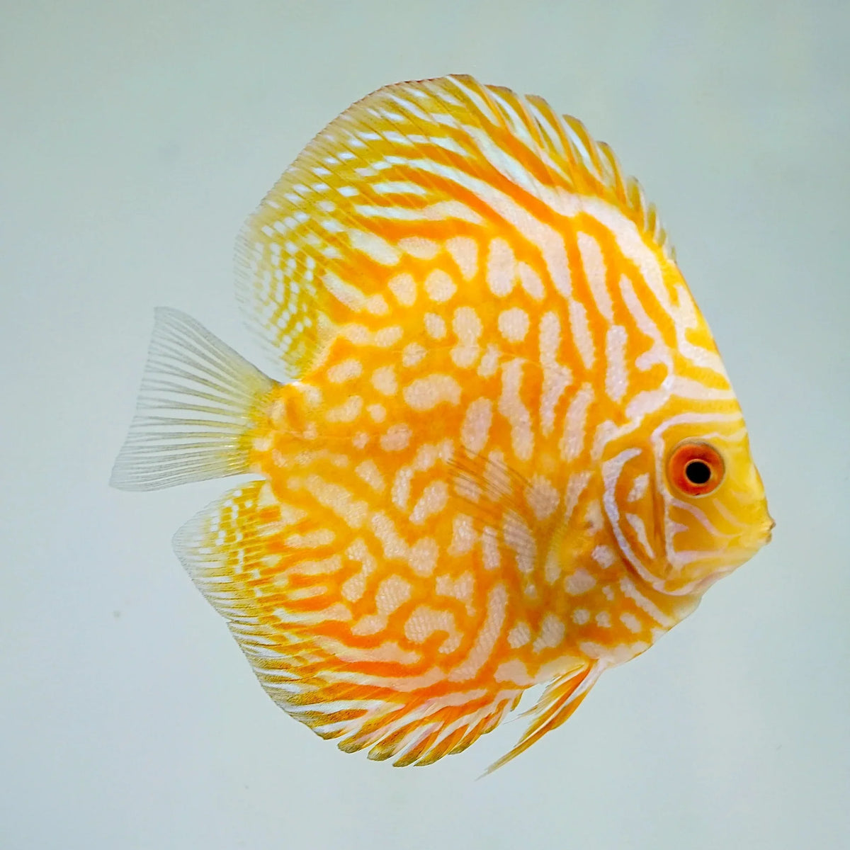 Yellow Pigeon Blood Discus | The Golden Sovereign