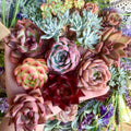 12-pcs 2"-3" Premium Assorted Succulents - Large Mix Plants Random Rare Succulents