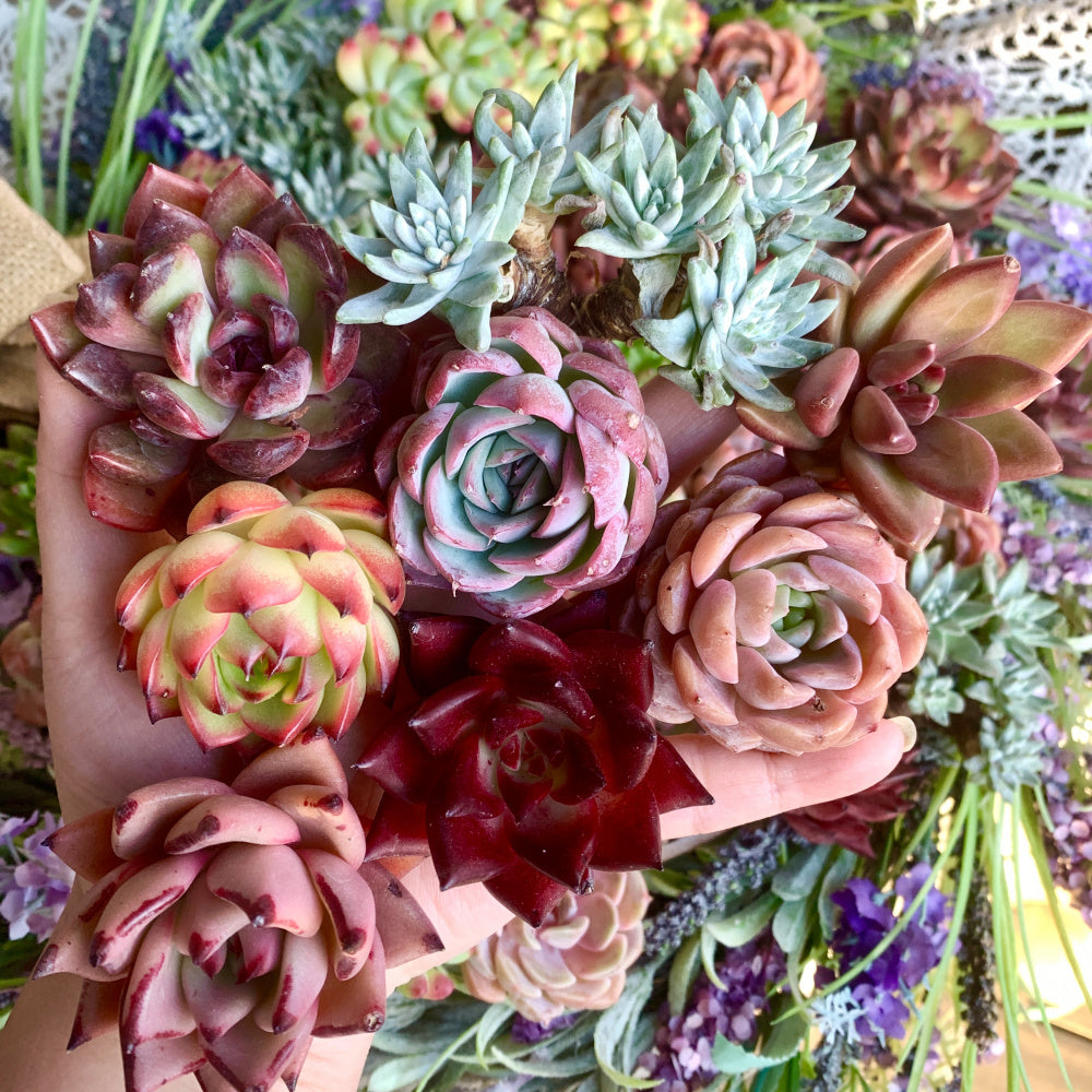 6 Pack Large Premium Assorted Succulents - Diameter 2"-3" Mix Plants Random Rare Succulents