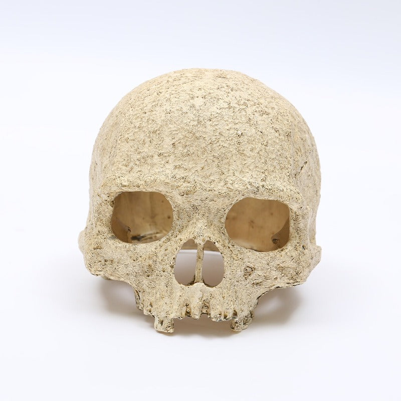 Skeleton Head Resin Skull Landscape Decoration Pet Water Plant Landscape Decoration