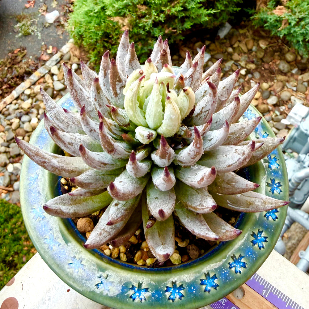 Echeveria unguiculata 4.5"-5" Rare Succulent - Boutique Live Plant WYSIWYG - Exact Plant Shown 1 of 1