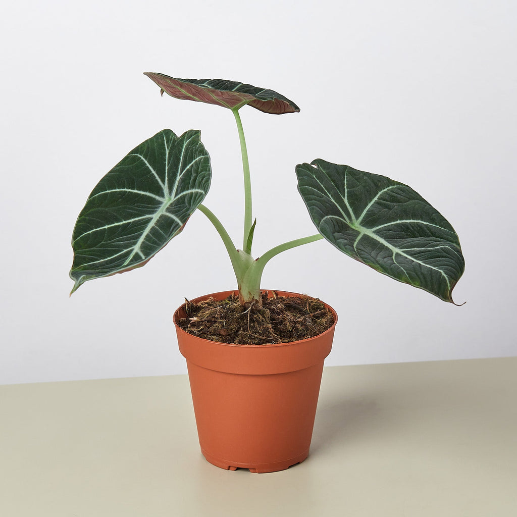 Queen Regina | Alocasia Black Velvet