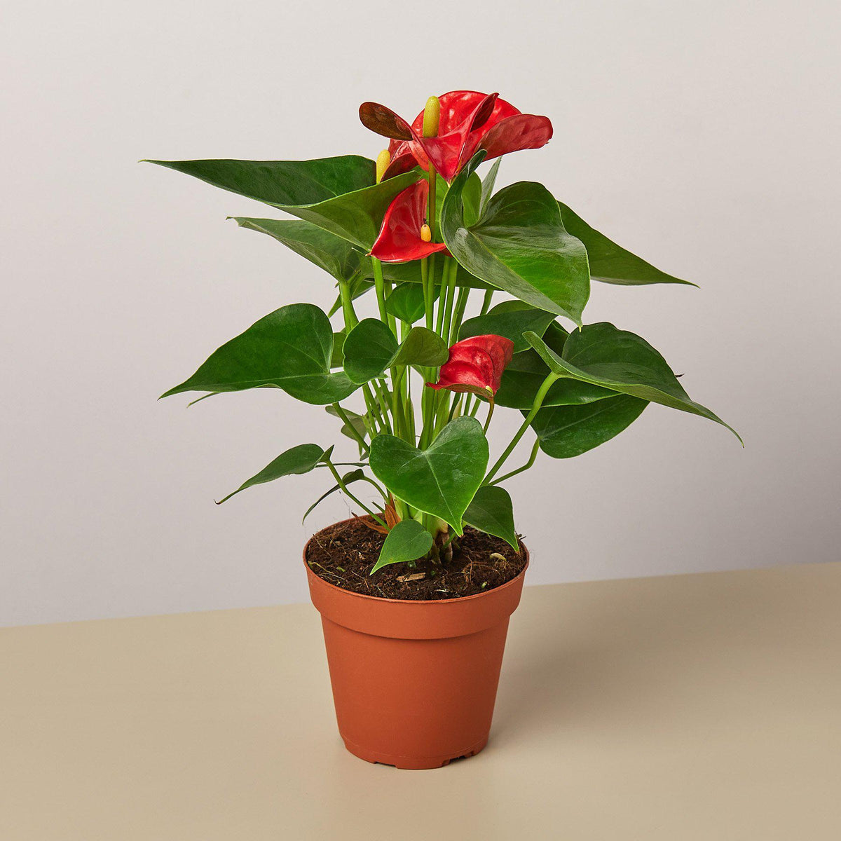 Vivienne | Anthurium 'Red'
