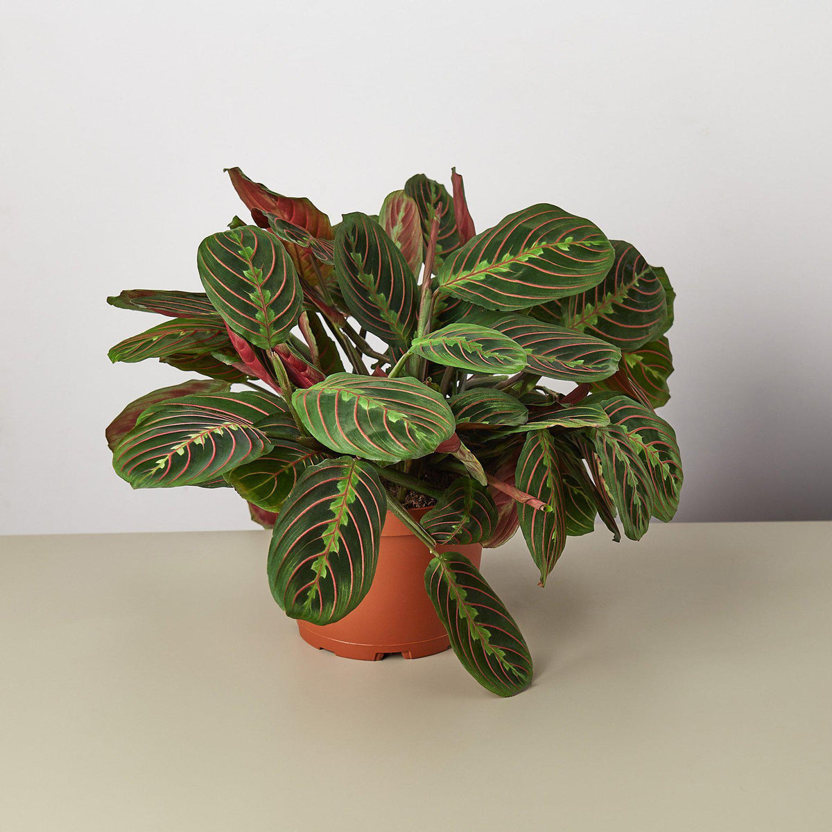 Celeste | Maranta ‘Red Prayer’