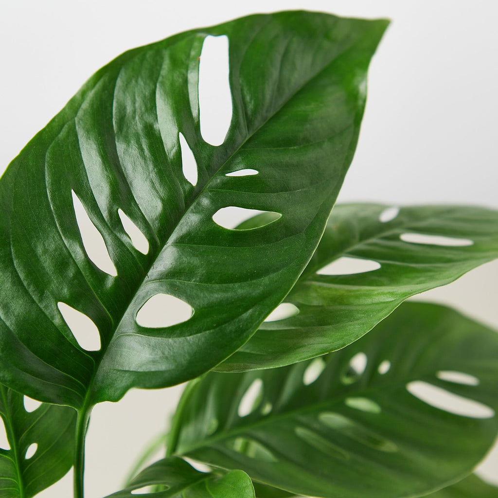 Heidi | Monstera Adansonii ‘Swiss Cheese’