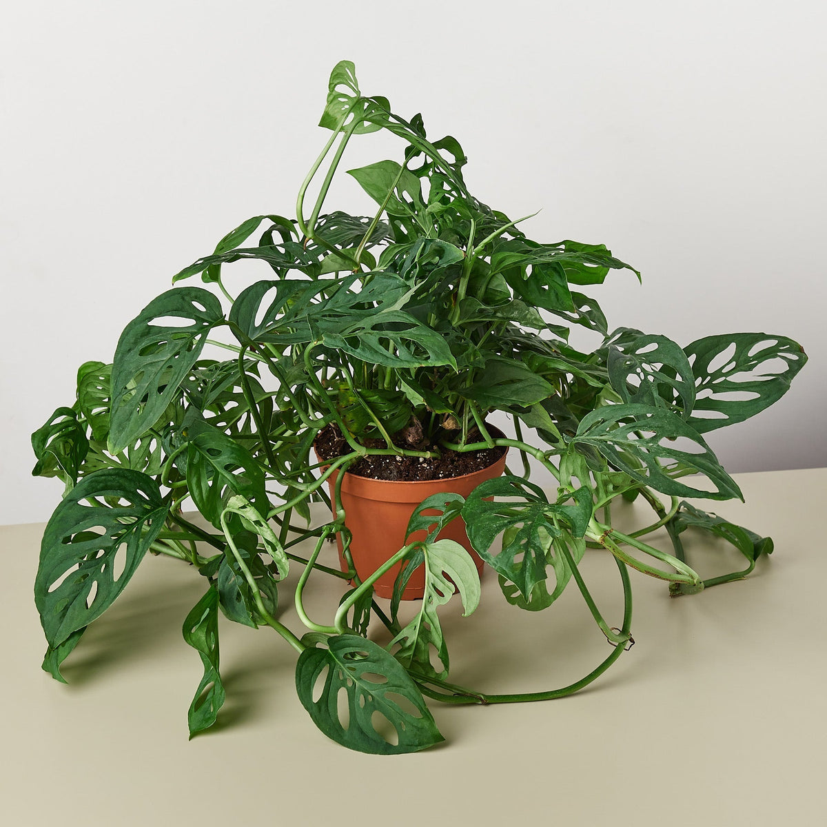 Heidi | Monstera Adansonii ‘Swiss Cheese’