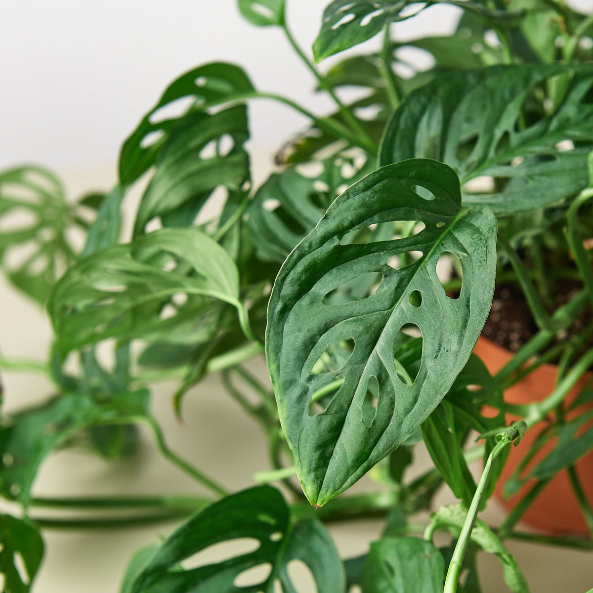 Heidi | Monstera Adansonii ‘Swiss Cheese’