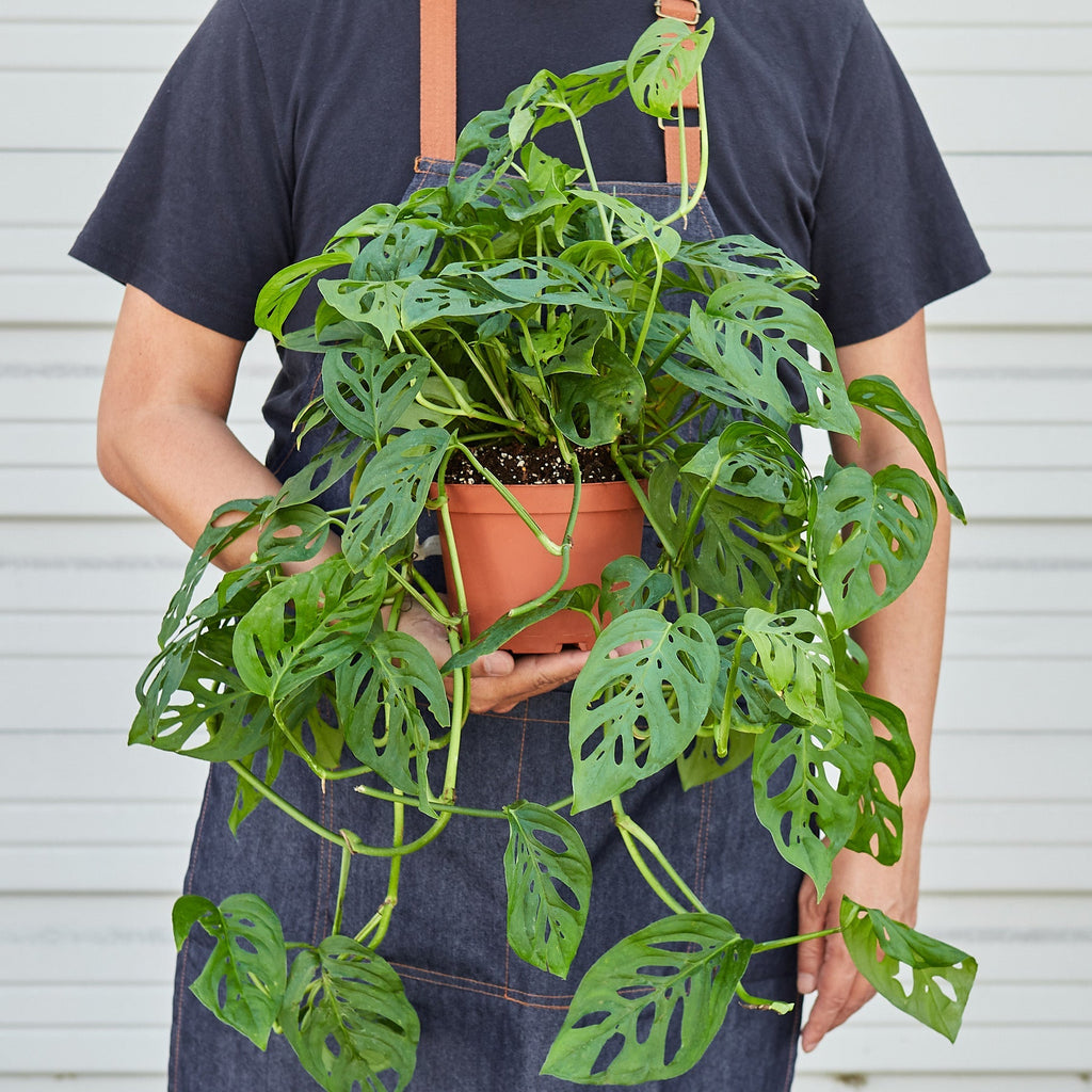 Heidi | Monstera Adansonii ‘Swiss Cheese’
