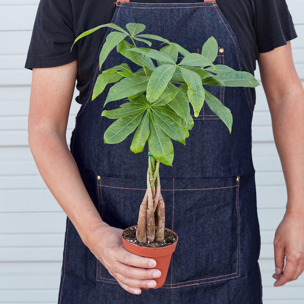 Kevin | Money Tree 'Guiana Chestnut' Pachira Braid