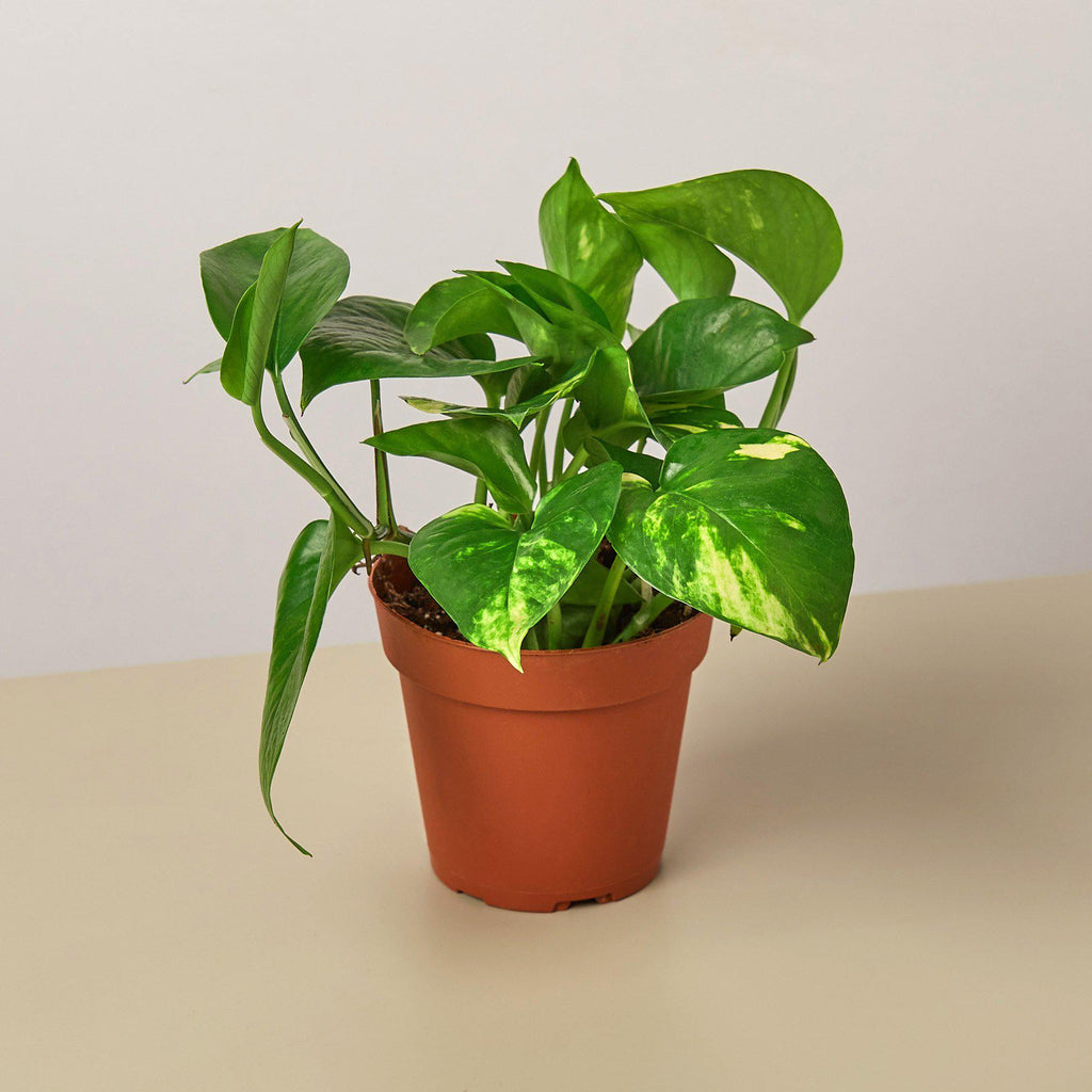 Rosalie | Golden Pothos