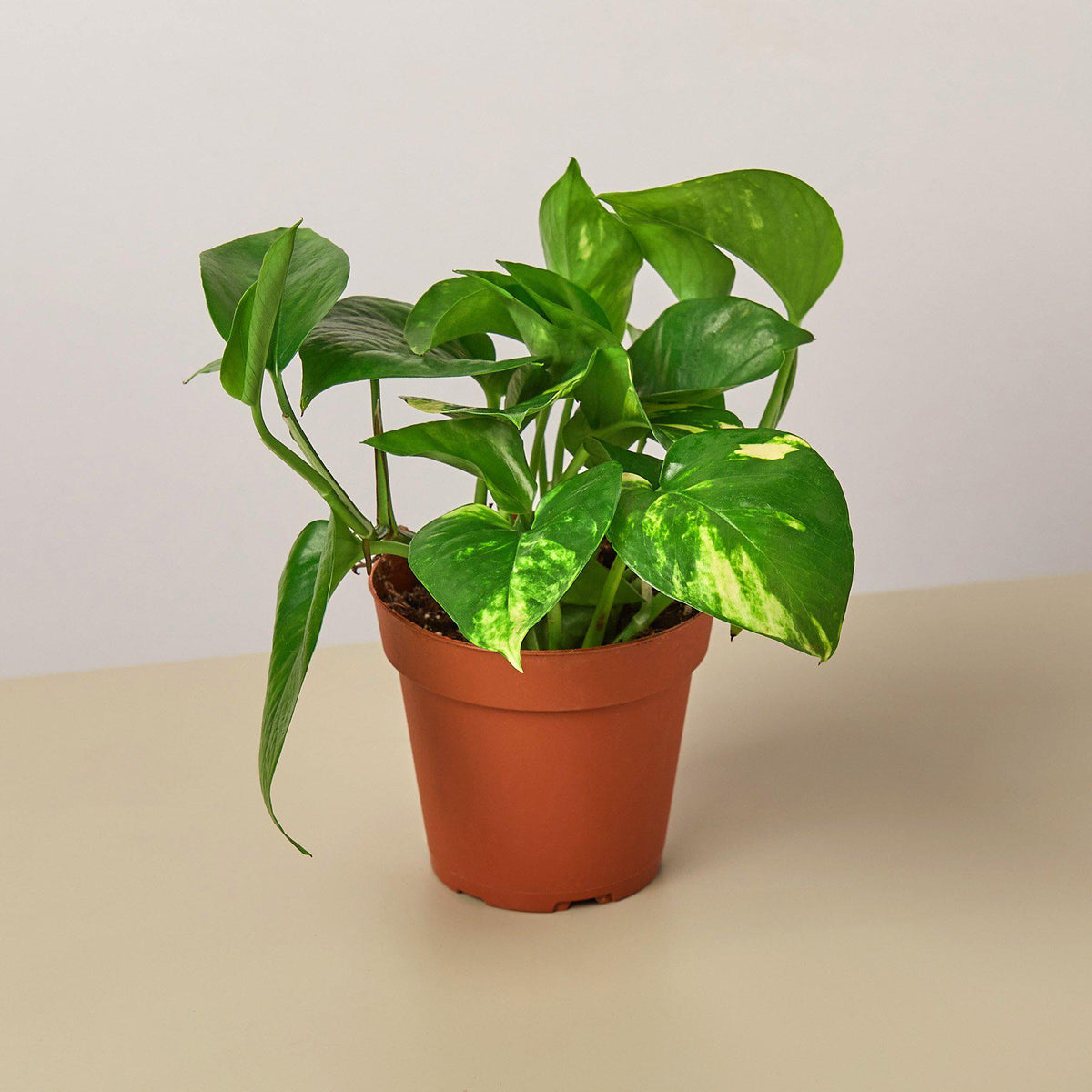 Rosalie | Golden Pothos