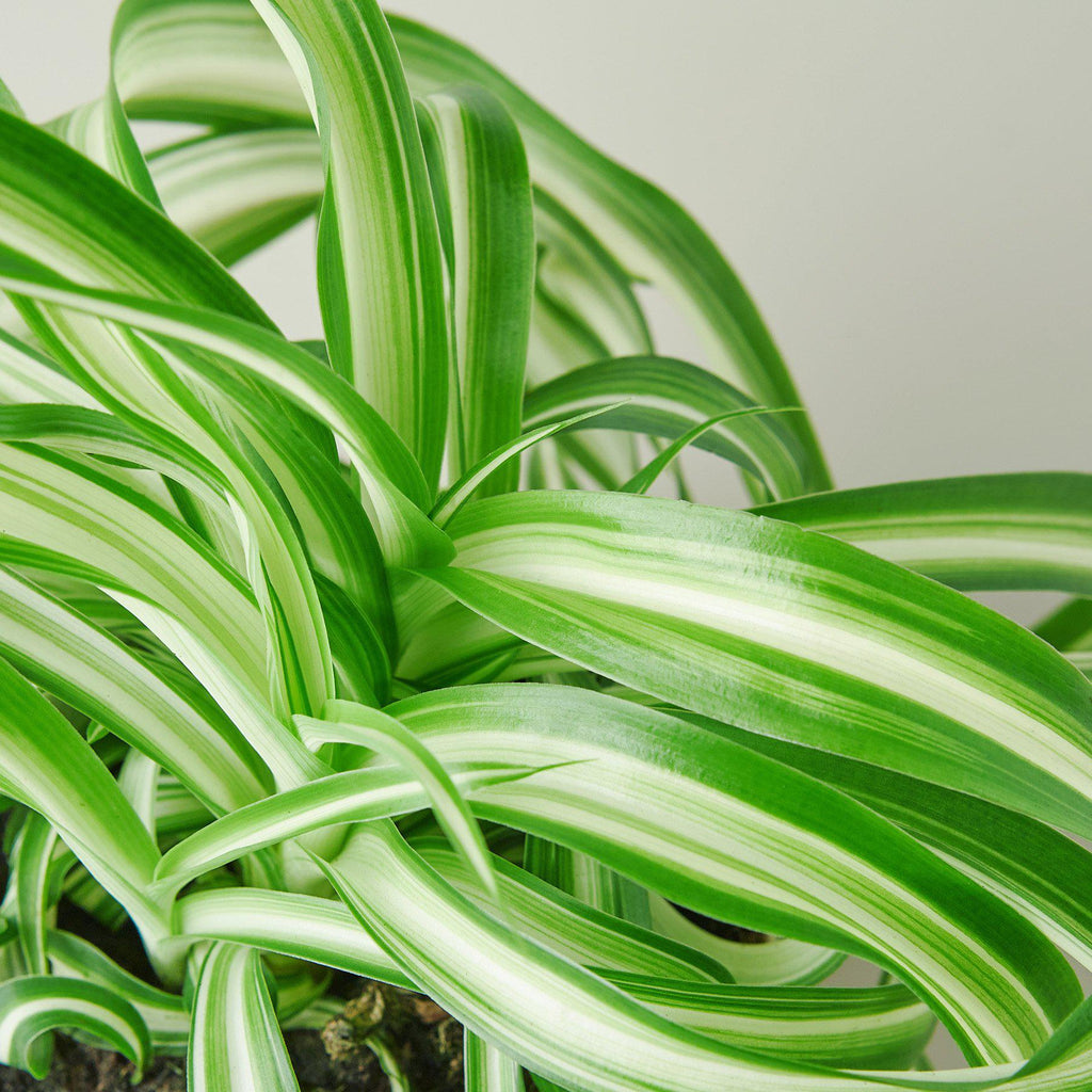 Melissa | Spider Plant ‘Bonnie’