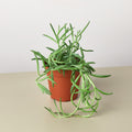 Finn | Succulent Senecio Succulent 'Fish Hooks'