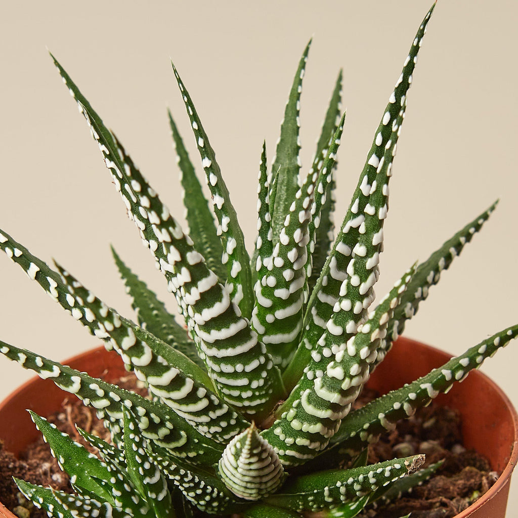 Zara | Zebra Succulent