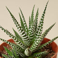 Zara | Zebra Succulent