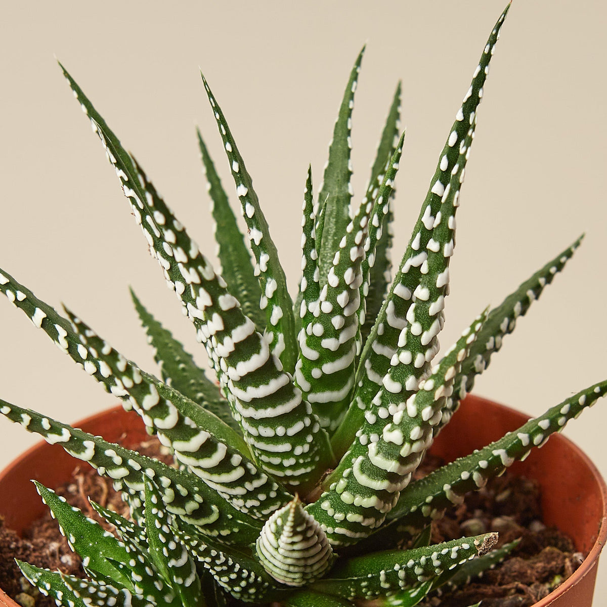Zara | Zebra Succulent