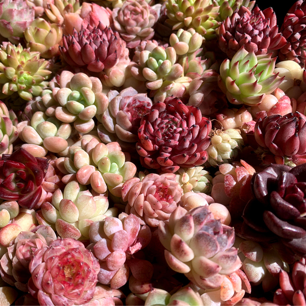 100 Rare Succulents – Boutique Small Mix | Live Plants 0.8"–2.2" | Perfect for Garden, Gifts & DIY