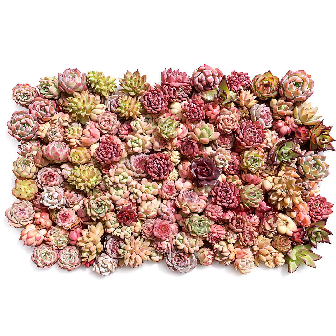 100 Rare Succulents – Boutique Small Mix | Live Plants 0.8"–2.2" | Perfect for Garden, Gifts & DIY