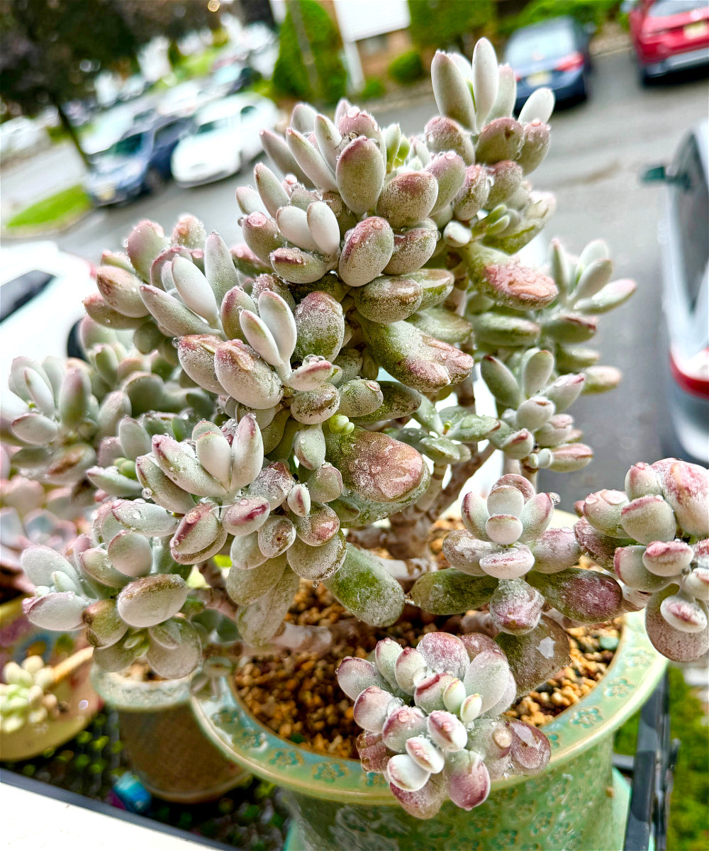 Cotyledon Orbiculata - 11" Rare Boutique Succulent - Exact Plant Shown 1 of 1 - WYSIWYG Live Plant