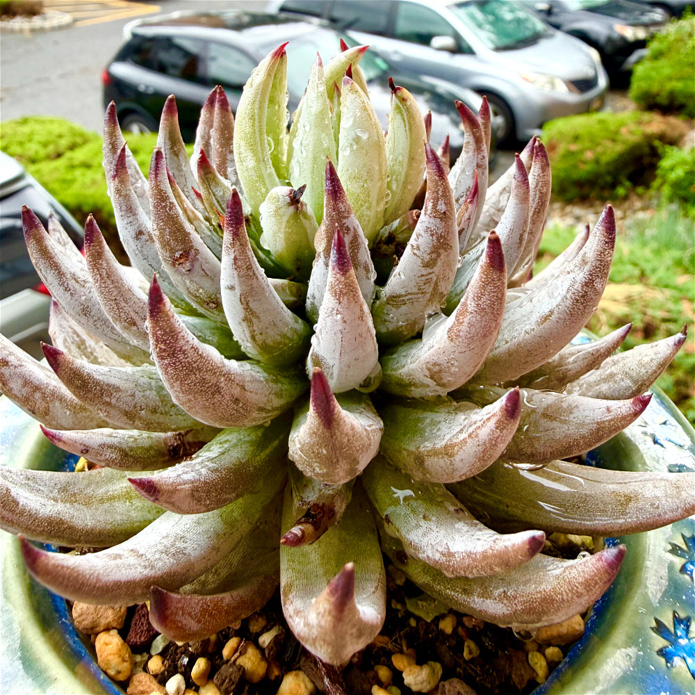 Echeveria unguiculata 4.5"-5" Rare Succulent - Boutique Live Plant WYSIWYG - Exact Plant Shown 1 of 1