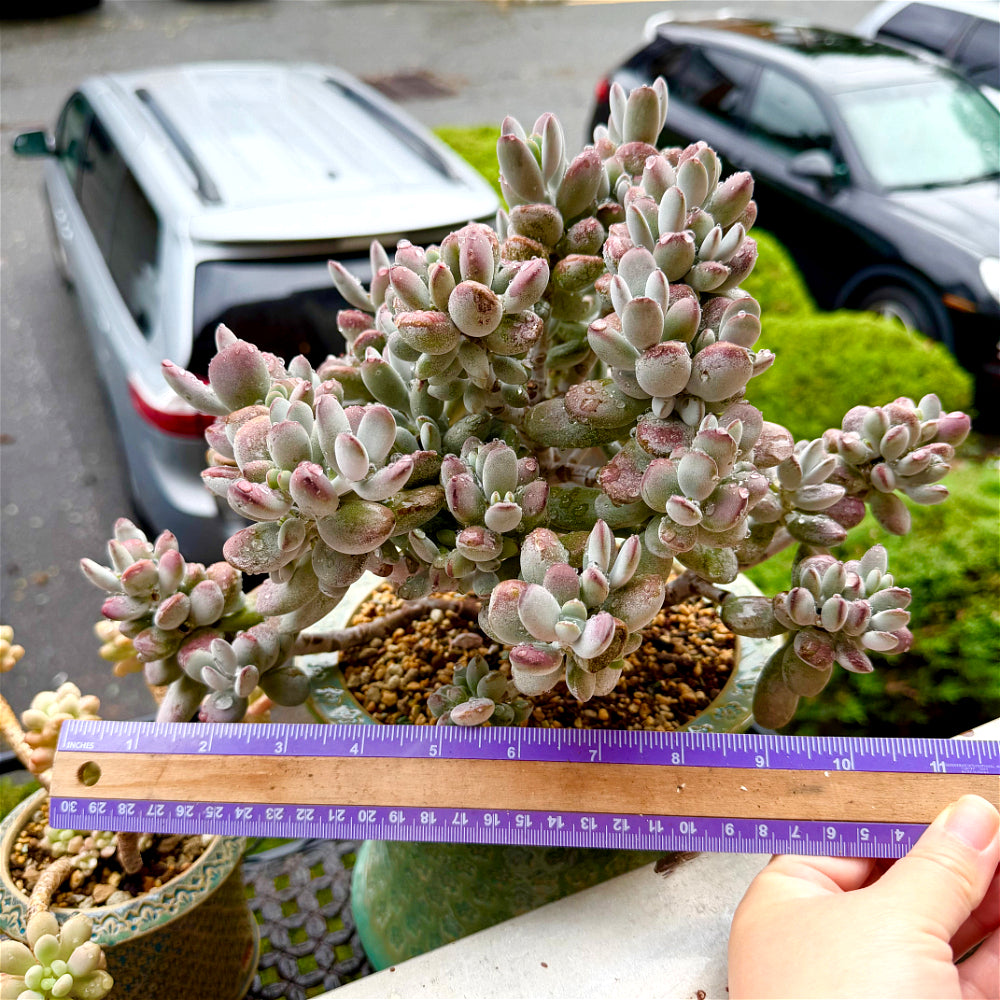 Cotyledon Orbiculata - 11" Rare Boutique Succulent - Exact Plant Shown 1 of 1 - WYSIWYG Live Plant