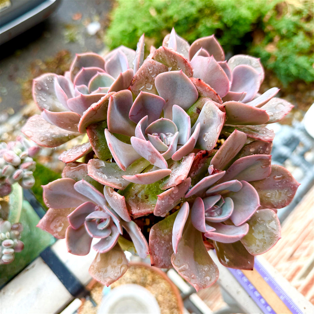 Echeveria 'Dusty Rose' - 7.5" Collector Grade Succulent - Exact Plant Shown 1 of 1 - WYSIWYG Rare Boutique Plant