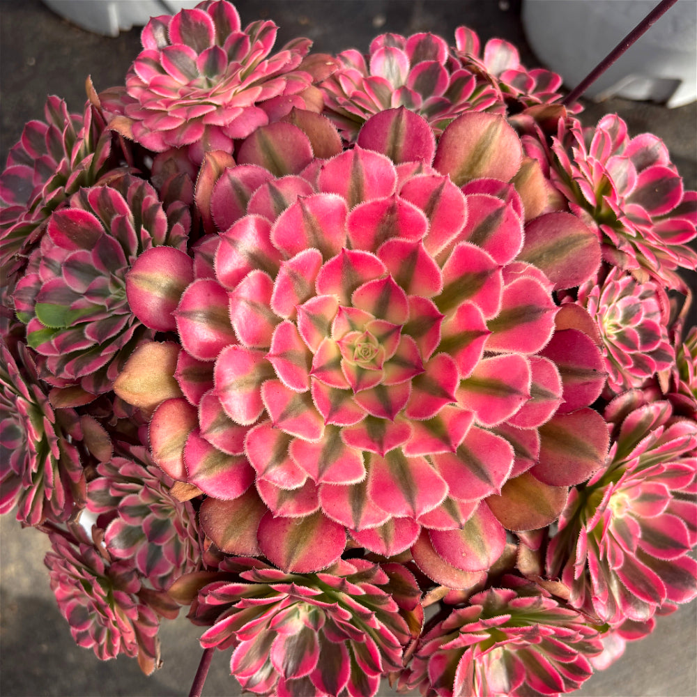 Aeonium 'Face Powder' Variegata - Extra-Large 10"-12" Mature Plant - Striking Shrublet Succulent Famed For Its Temperature-Driven Color Shifts