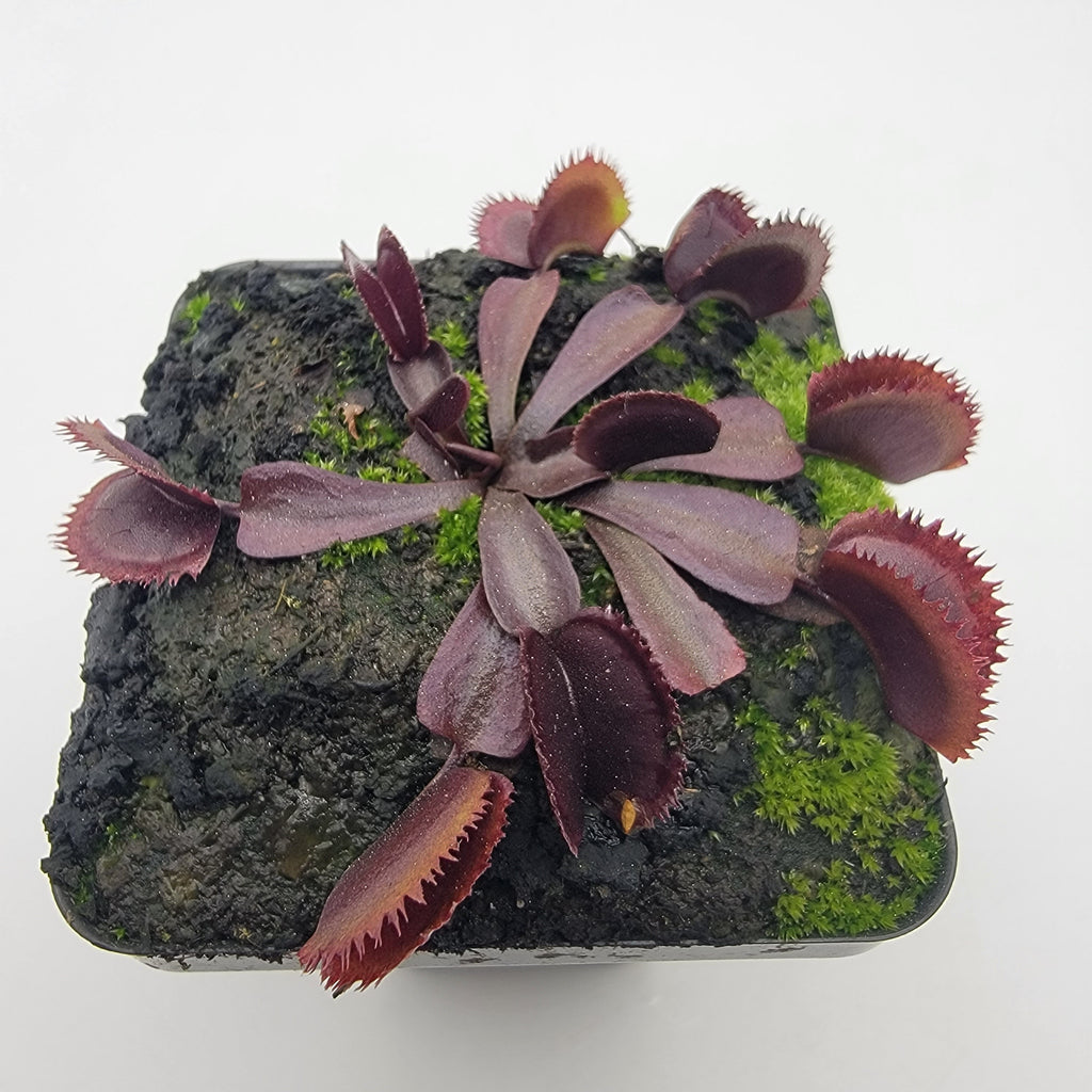 Venus flytrap (Dionaea muscipula)  "Midnight"
