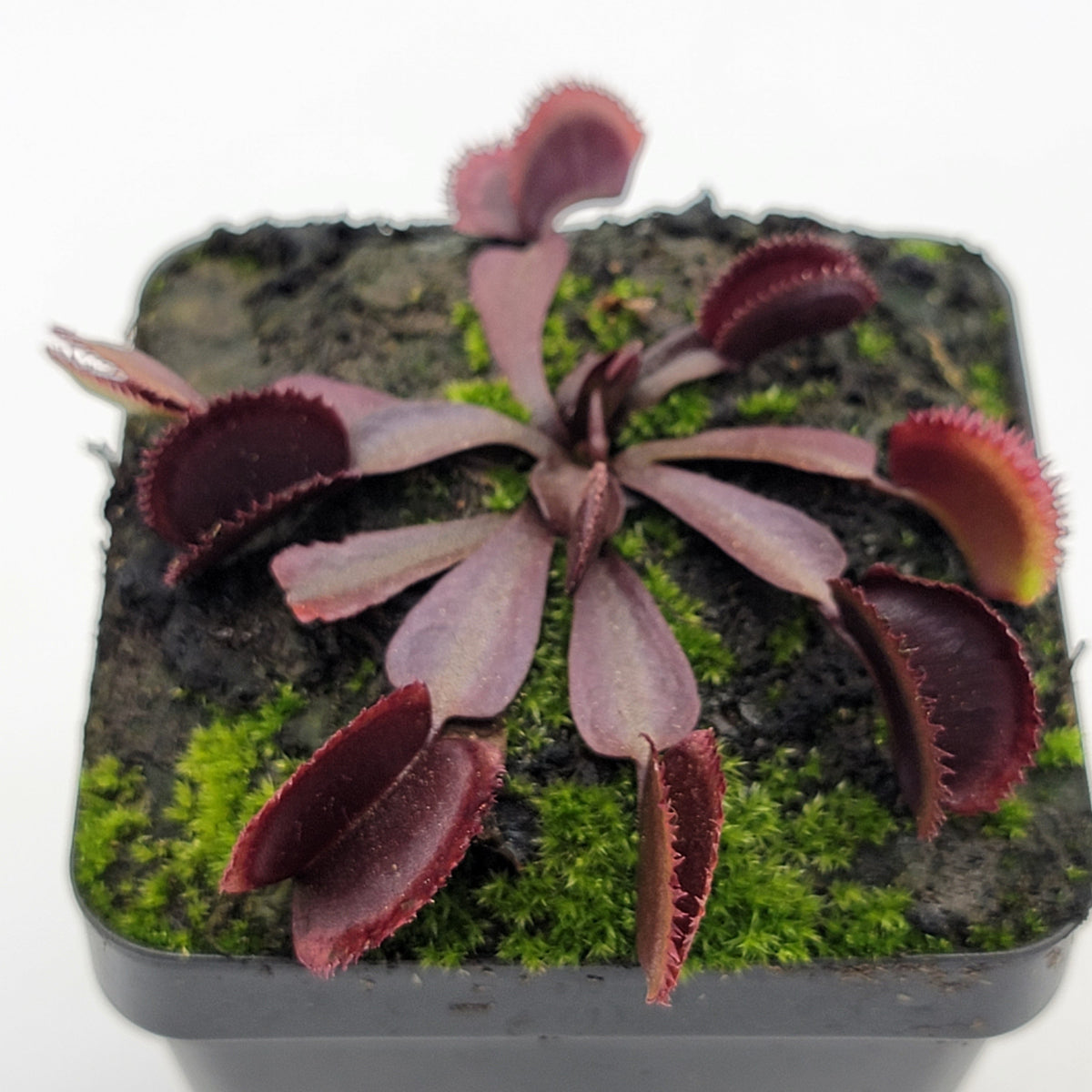 Venus flytrap (Dionaea muscipula)  "Midnight"