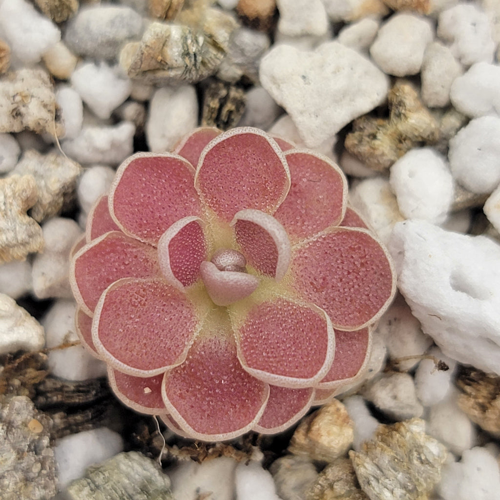 Pinguicula 'Florian'
