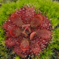Drosera tomentosa