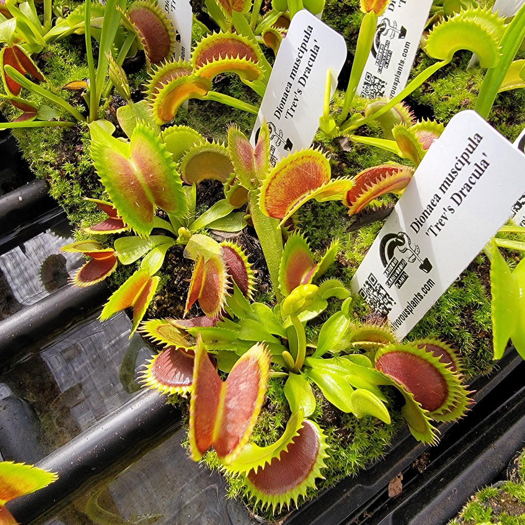 Trevanian | Venus flytrap ‘Trev's Dracula'