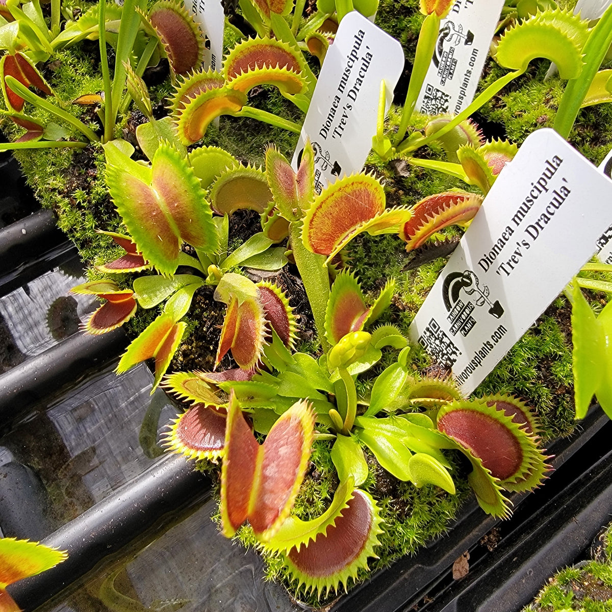 Trevanian | Venus flytrap ‘Trev's Dracula'