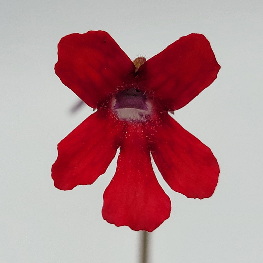 Pinguicula laueana "Narrow Flower"