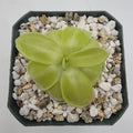 Pinguicula moranensis var. neovolcanica {El Velo de Novia, Valle de Bravo, Mex}