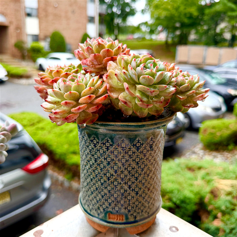 Echeveria 'Rosy Glow' 6.5"-7" WYSIWYG Live Plant - Exact Plant Shown Collector Rare Succulent