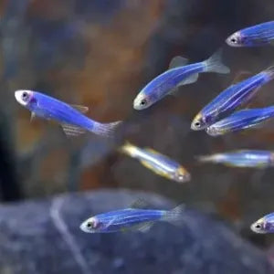 Zebra Danios | The Striped Speedsters