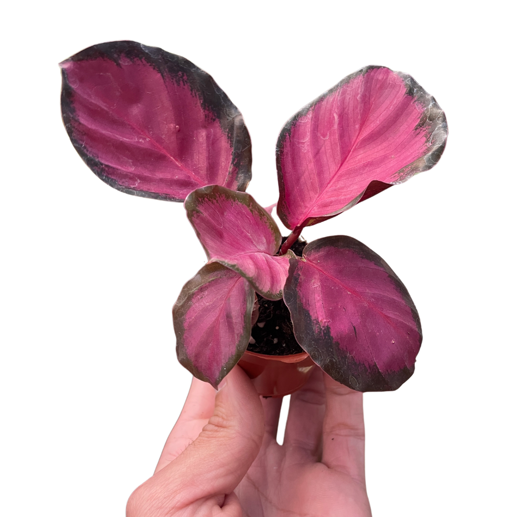 Calathea Roseopicta Crimson