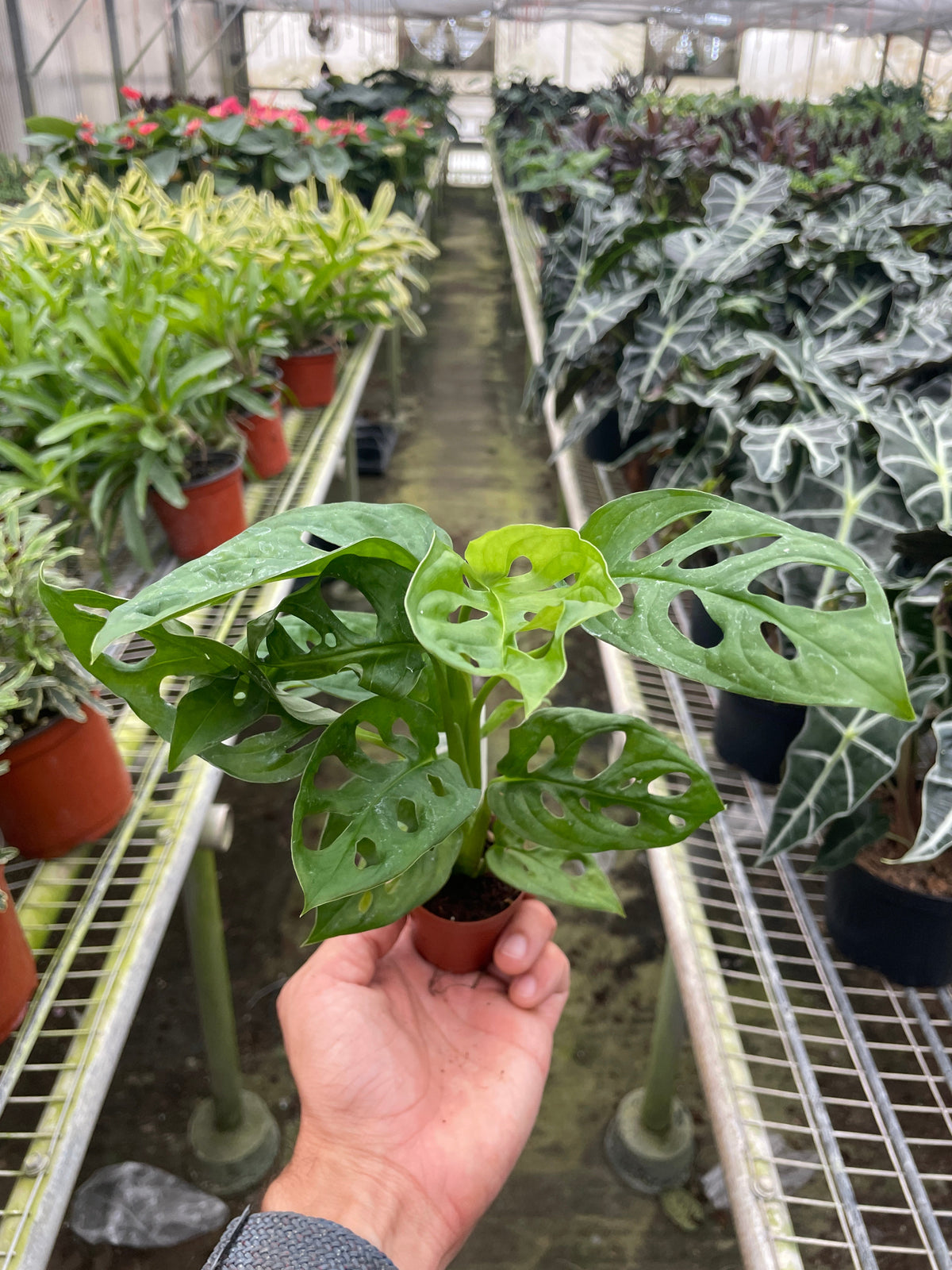 Heidi | Monstera Adansonii ‘Swiss Cheese’