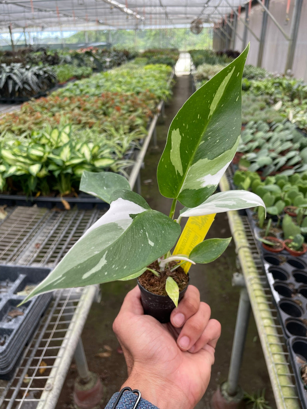 Princess Philomena | Philodendron White Princess