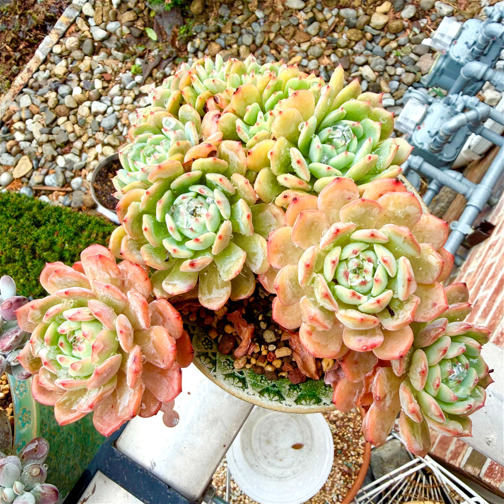 Echeveria 'Rosy Glow' Crested - 7" Rare Collectible Succulent - WYSIWYG Live Plant One-of-a-Kind - Exact Plant Shown