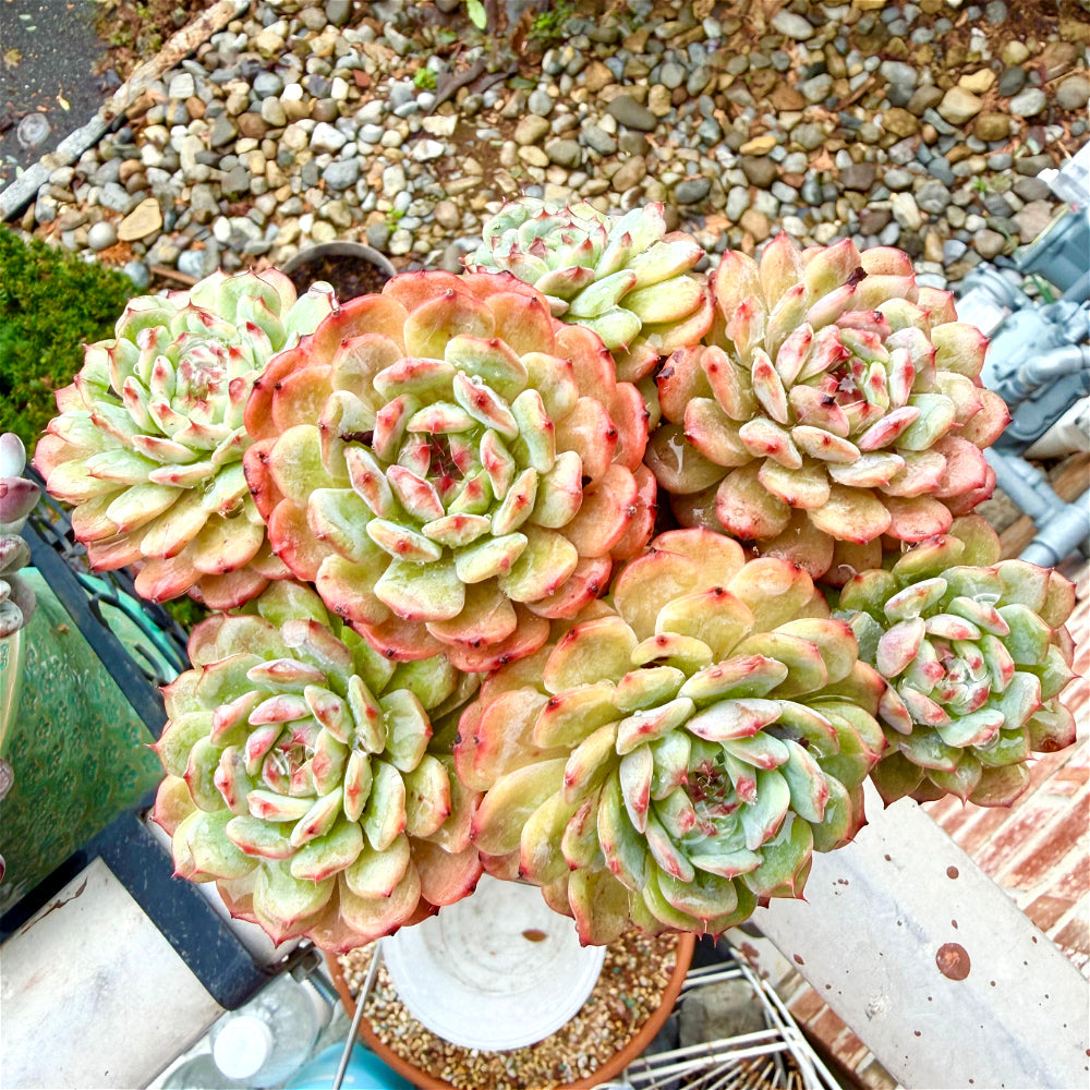 Echeveria 'Rosy Glow' 6.5"-7" WYSIWYG Live Plant - Exact Plant Shown Collector Rare Succulent