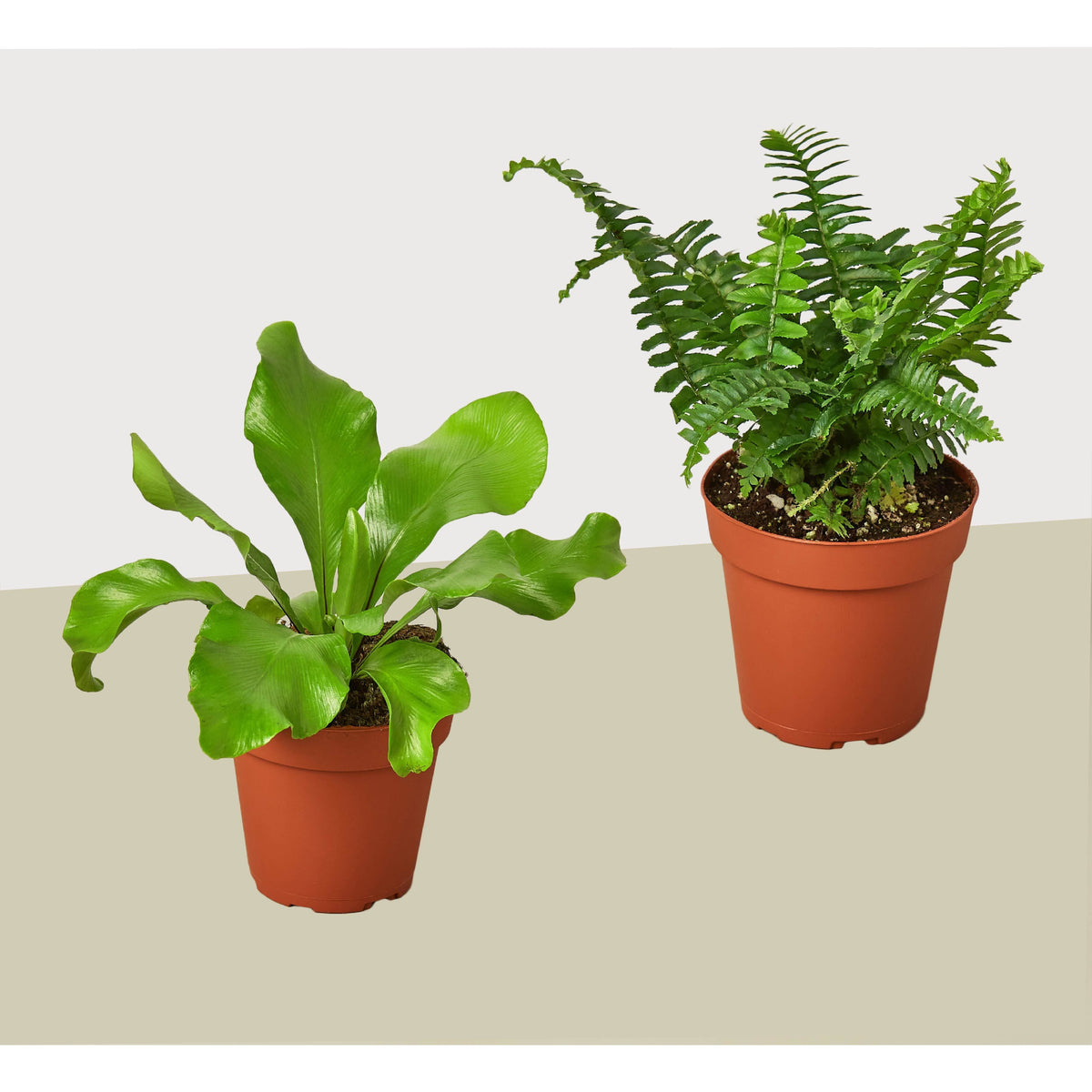 2 Fern Variety Pack - Live Plants - FREE Care Guide - 4" Pot - House Plant