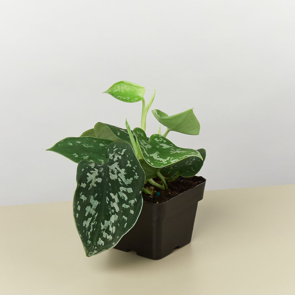 Sylvie | Satin Pothos