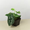 Sylvie | Satin Pothos