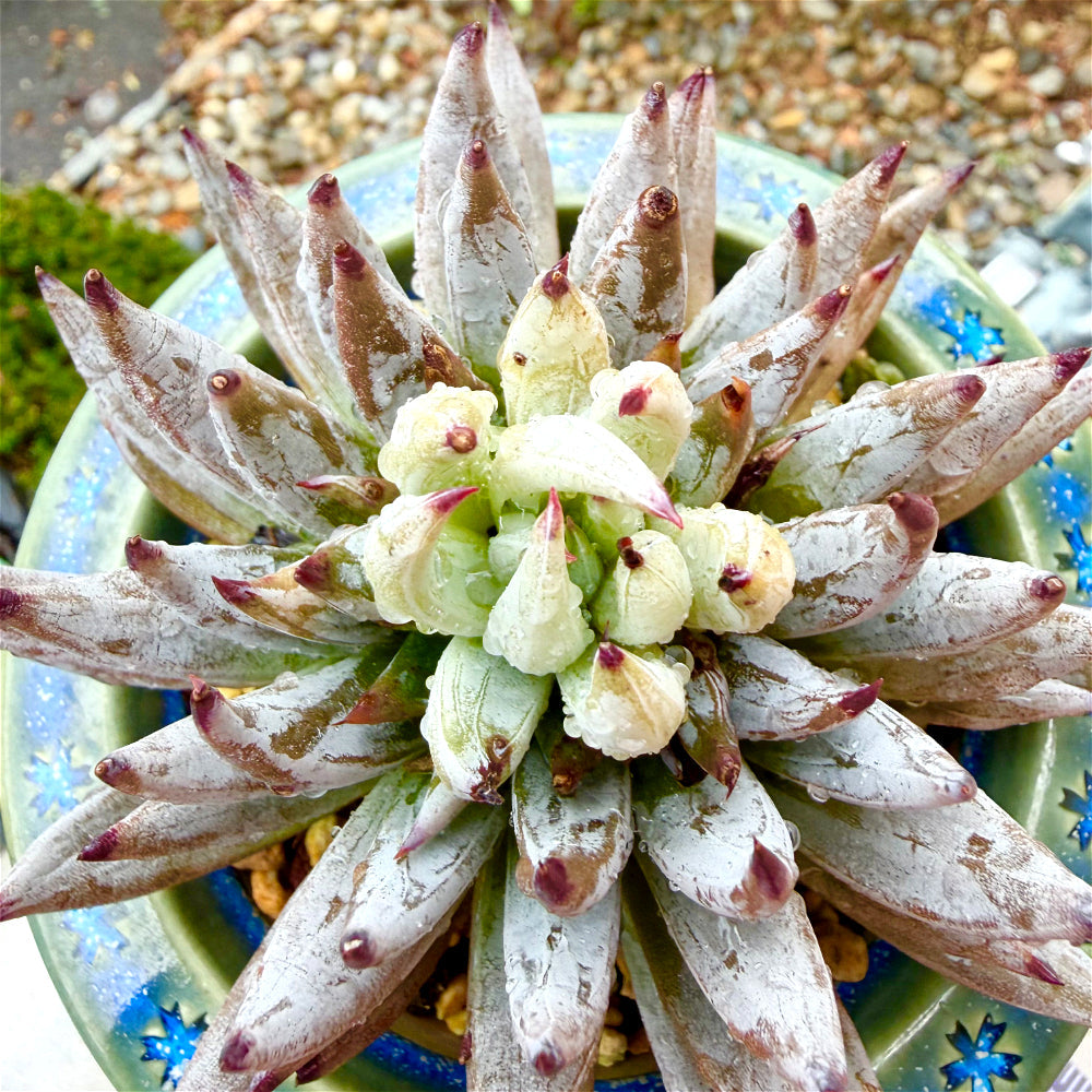 Echeveria unguiculata 4.5"-5" Rare Succulent - Boutique Live Plant WYSIWYG - Exact Plant Shown 1 of 1