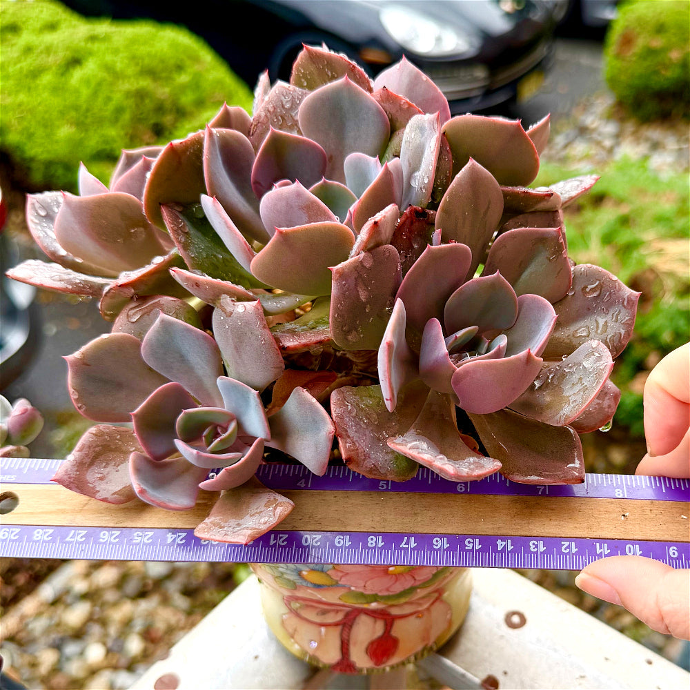 Echeveria 'Dusty Rose' - 7.5" Collector Grade Succulent - Exact Plant Shown 1 of 1 - WYSIWYG Rare Boutique Plant